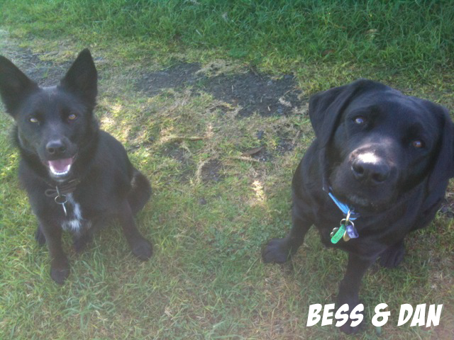 Bess & Dan Houndabout Dog Walking
