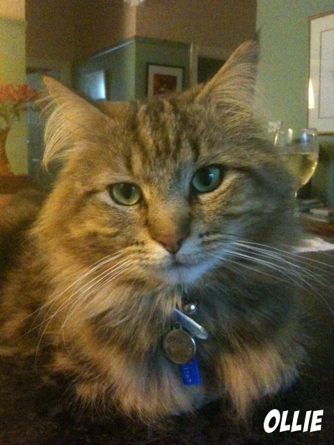 Ollie Houndabout Cat Feeding