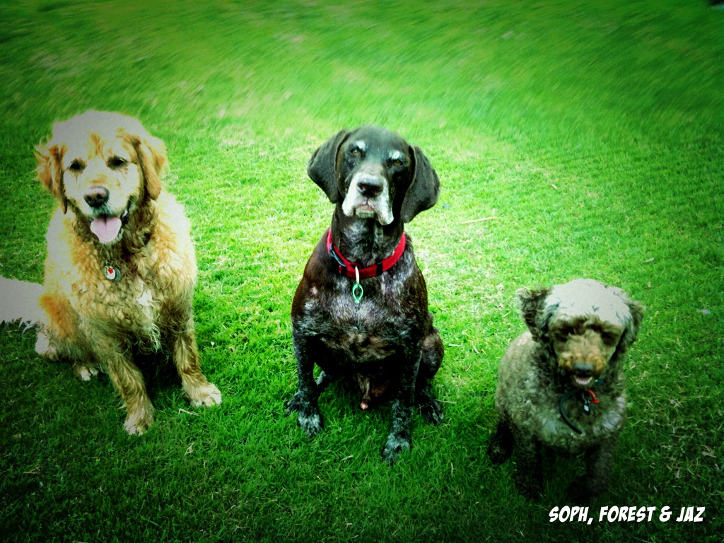Houndabout Dog Walking